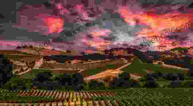 A Beautiful Sunset Over A Vineyard In Napa Valley. A Vineyard Lullaby (The Vineyard Sunset 7)