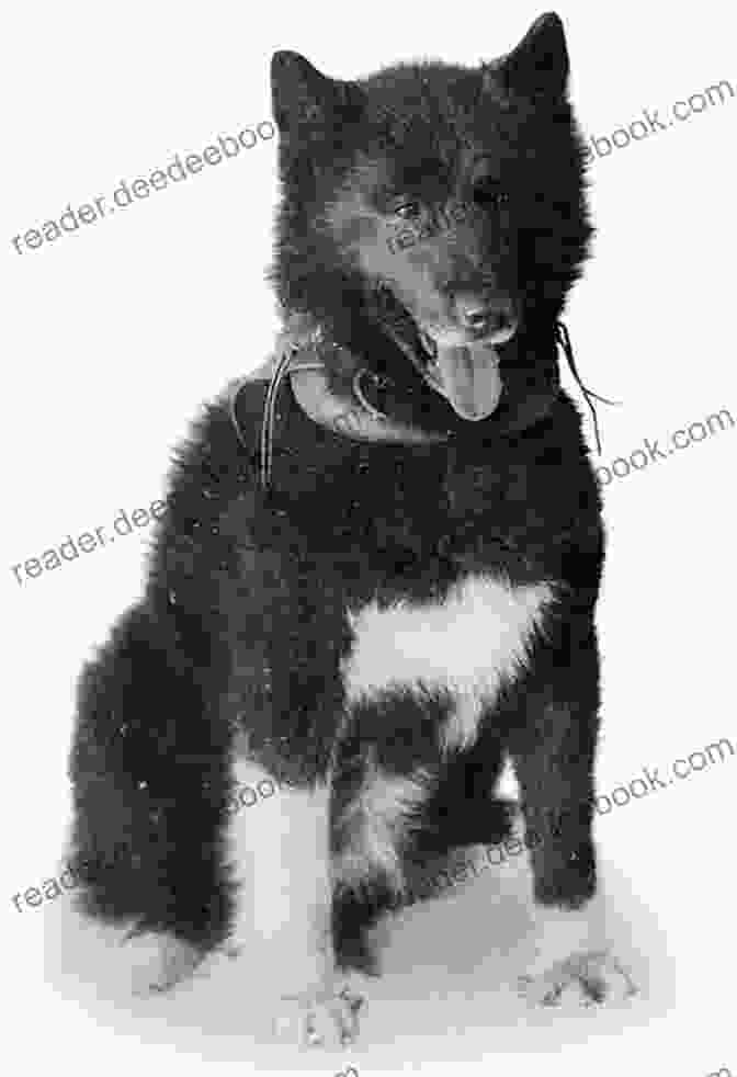 A Black And White Photo Of Balto, The Sled Dog Who Saved Nome, Alaska From A Diphtheria Outbreak In 1925. Loyal: 38 Inspiring Tales Of Bravery Heroism And The Devotion Of Dogs