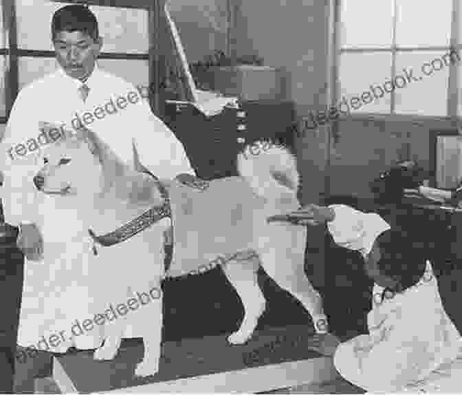 A Black And White Photo Of Hachiko, The Akita Dog Who Waited For His Owner At The Shibuya Train Station For Nine Years After His Owner's Death. Loyal: 38 Inspiring Tales Of Bravery Heroism And The Devotion Of Dogs