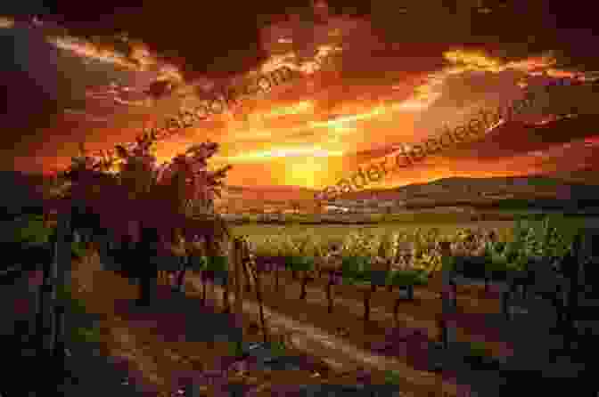 A Breathtaking Panoramic View Of An August Sunset Over The Vineyard, Showcasing A Vibrant Tapestry Of Orange, Pink, And Purple Hues Stretching Across The Horizon, Casting A Warm Glow Over The Tranquil Vineyards And Distant Hills. August Sunsets (The Vineyard Sunset 3)