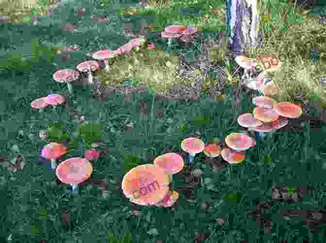 A Circle Of Mushrooms In The Forest, Said To Be A Fairy Ring. Fairies Of Maine: A Guide To Maine And Its Fairies