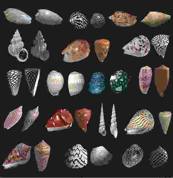 A Collection Of Seashells In Various Colors And Patterns, Found In A Dusty Cupboard. How Did That Get To My House? Mail (Community Connections: How Did That Get To My House?)