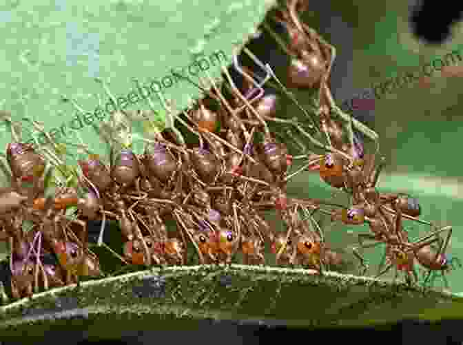 A Colony Of Ants Working Together To Build Their Nest Ant Farms: Ultimate Formicarium Handbook