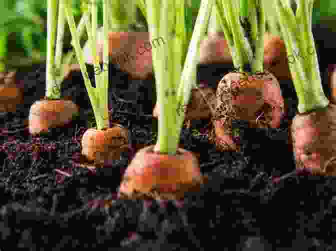 A Field Of Carrots Growing In Rows Sissy Plants A Carrot (Growing 1)