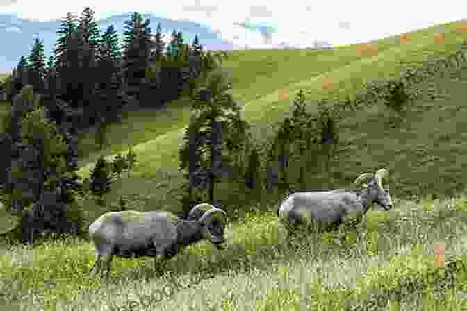 A Group Of Bighorn Sheep Grazing In A Meadow In The Rocky Mountains. Adventures In The Rocky Mountains (Penguin Great Journeys)