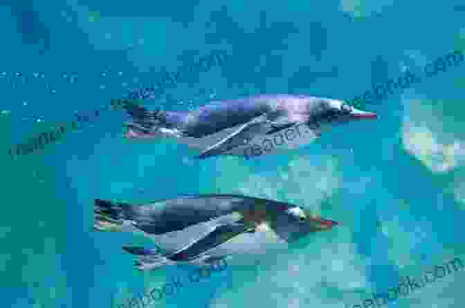 A Group Of Penguins Swimming In The Water HowExpert Guide To Penguins: 101+ Lessons To Learn About And Love Penguins From A To Z