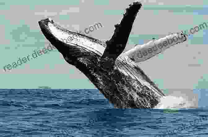 A Humpback Whale Breaches The Surface Of The Ocean Science Of The Sea: A Hawai I Based Perspective Of Oceanography