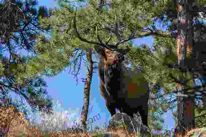 A Majestic Bull Elk Stands Tall Amidst A Picturesque Meadow, Its Antlers Reaching Towards The Sky, Symbolizing The Vibrant Wildlife Encounters That Await Along The Park Loop Road. The Park Loop Road Valerie Mellema