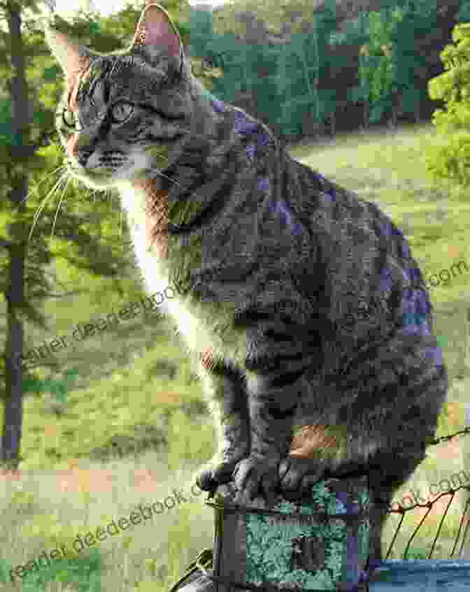 A Photo Of Feathered Maximus, A Tabby And White Cat, Sitting On A Fence. Robert: A Cat Who Tweets (The Cats Of Walsall Rd Allotments 2)