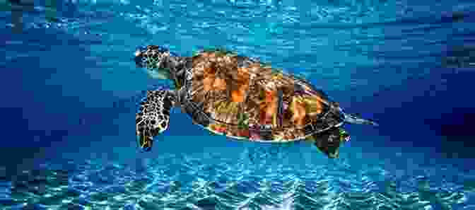 A Photograph Of A Sea Turtle Swimming Over A Healthy Seaweed Bed On A Coral Reef. Rising Tides: The Complete