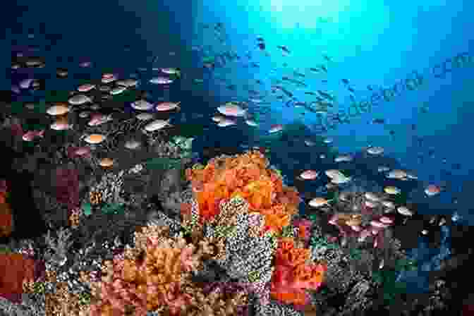 A School Of Fish Swimming In A Coral Reef Ecosystem. Ecology And Conservation Of Fishes