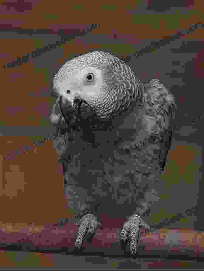 An African Grey Parrot Perched On A Tree Branch, Its Feathers Shimmering Elegantly In The Sunlight. CONVERSATIONS WITH COSMO: AT HOME WITH AN AFRICAN GREY PARROT