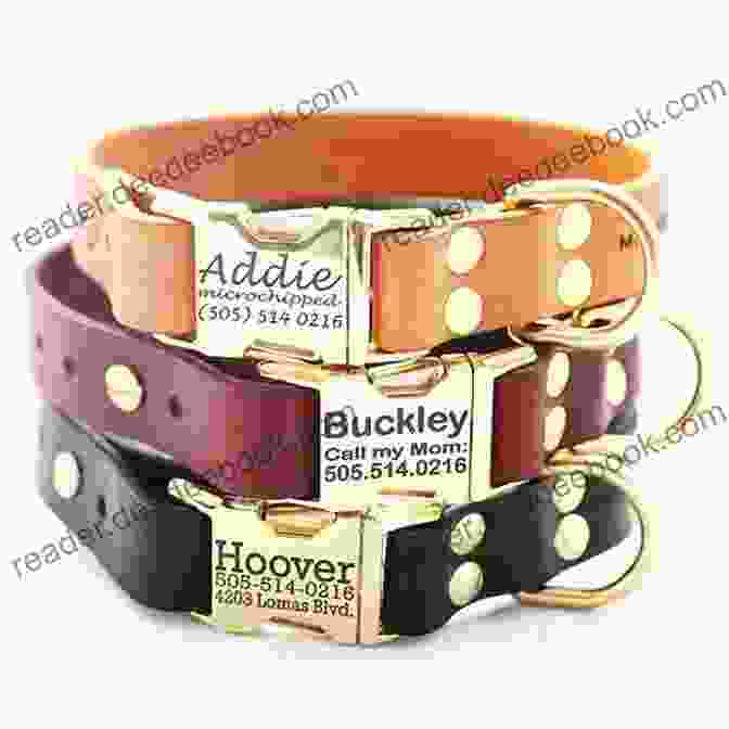 Custom Engraved Dog Collar And Leather Leash The Well Dressed Dog: 26 Stylish Outfits Accessories For Your Pet