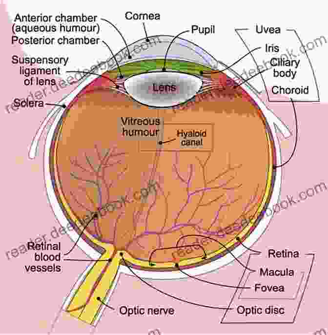 Detailed Diagram Of The Human Eye Anatomy Pocket Tutor: Ophthalmology Shyamanga Borooah