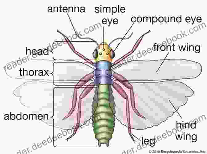 Diagram Showing The Anatomy Of An Insect Breakout At The Bug Lab (Penguin Young Readers Level 3)