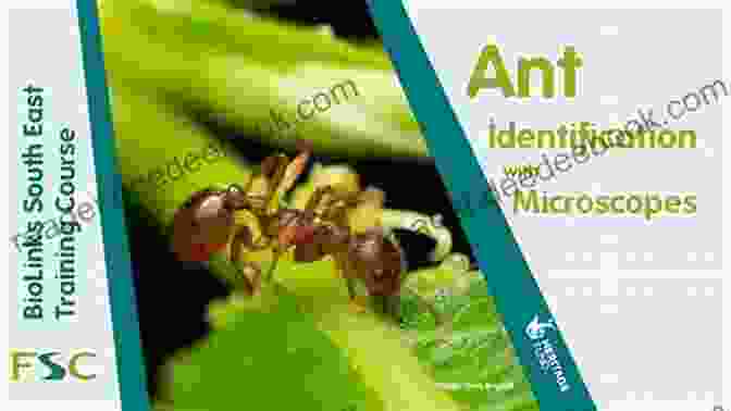 Identifying Ant Species Using A Microscope Ant Farms: Ultimate Formicarium Handbook