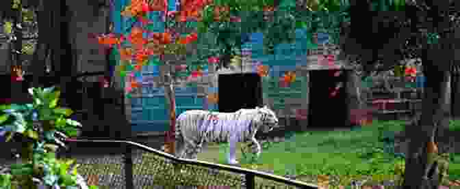 Nandankanan Zoological Park, Odisha 50 Things To Do In Odisha (50 Things (Discover India) 13)