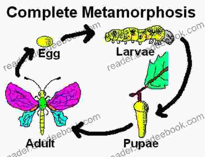 Stages Of Insect Metamorphosis Breakout At The Bug Lab (Penguin Young Readers Level 3)