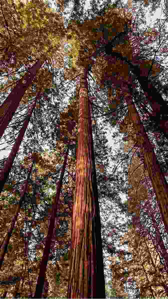 Towering Redwoods In Muir Woods National Monument San Francisco Travel Guide (Unanchor) 2 Day Highlights Itinerary