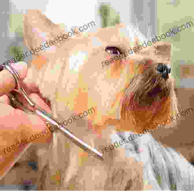 Yorkshire Terrier Being Groomed, An Important Aspect Of Their Care Yorkshire Training Vol 3 Taking Care Of Your Yorkshire Terrier: Nutrition Common Diseases And General Care Of Your Yorkshire Terrier