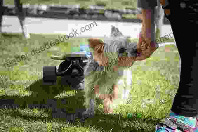 Yorkshire Terrier Being Trained, An Important Aspect Of Their Behavior Yorkshire Training Vol 3 Taking Care Of Your Yorkshire Terrier: Nutrition Common Diseases And General Care Of Your Yorkshire Terrier