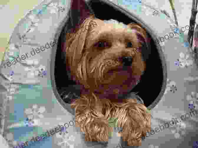 Yorkshire Terrier With Dental Disease, A Common Health Issue Yorkshire Training Vol 3 Taking Care Of Your Yorkshire Terrier: Nutrition Common Diseases And General Care Of Your Yorkshire Terrier