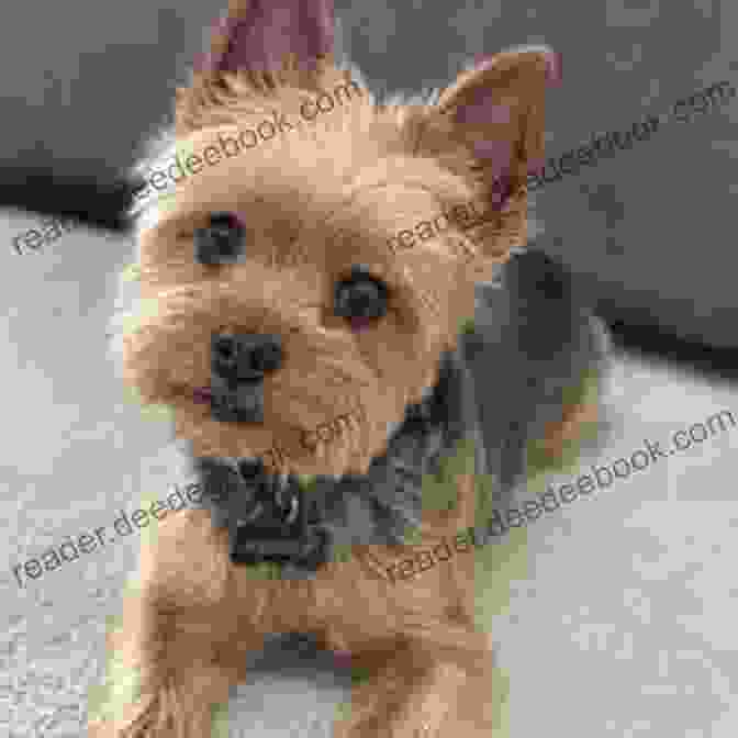 Yorkshire Terrier With Patellar Luxation, A Common Knee Condition Yorkshire Training Vol 3 Taking Care Of Your Yorkshire Terrier: Nutrition Common Diseases And General Care Of Your Yorkshire Terrier